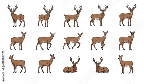 Northern deer vector set with male female animals and antler poses