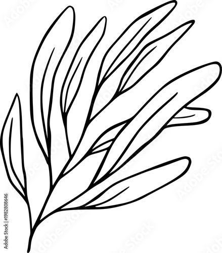 Hand Drawn Leaf Outline Botanical Illustration