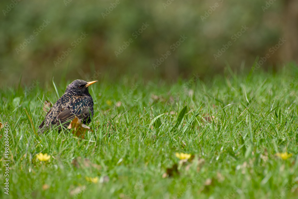 Fototapeta premium Common starling standing on grass