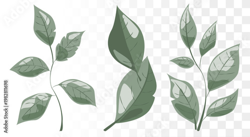 Dusty Sage Green Leaf Vector Set Minimalist Botanical Icons for Eco-Friendly Branding, Luxury Skincare Packaging and Wellness Identity. Clean Paths