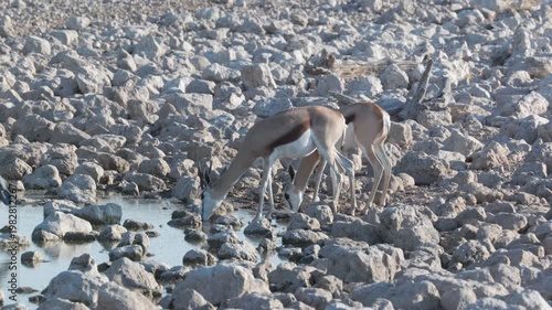 a pair of springbok drink from okaukuejo waterhole of etosha national park in namibia, africa