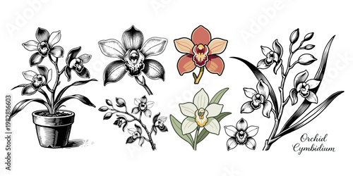 Collection of Cymbidium orchid flowers in detailed hand-drawn and colored styles on white background, symbolizing botanical elegance