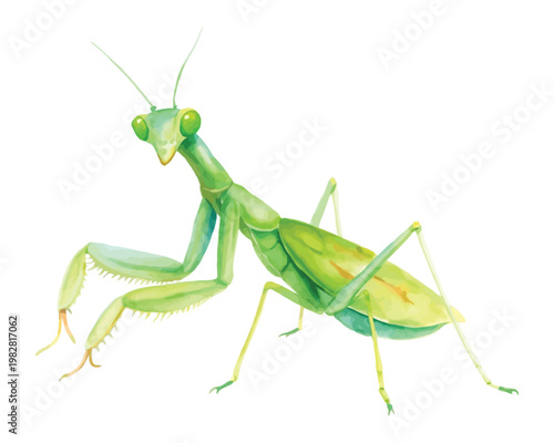 Watercolor Mantis Clipart, Green Garden Insect Illustration, Detailed Wildlife Art Isolated on White