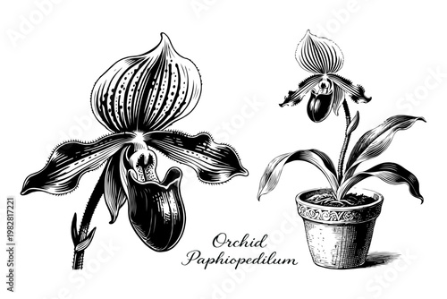 Paphiopedilum orchid flower and potted plant in black and white engraving style on white. Botanical illustration concept