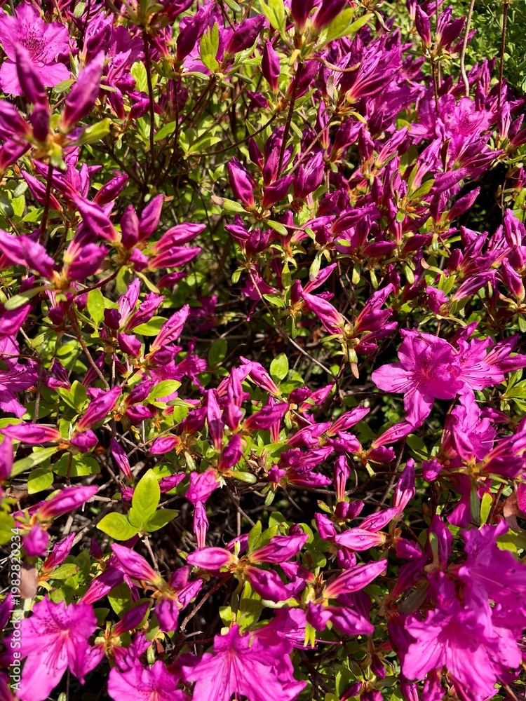 Fototapeta premium Abundant Pink Azalea Bush Background, Springtime Floral Landscape with Vibrant Blossoms