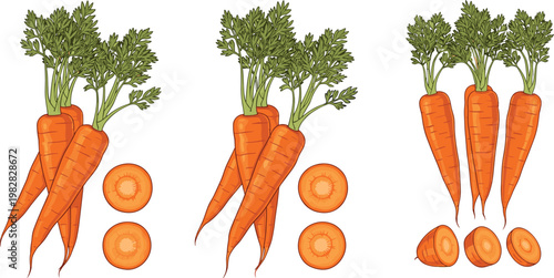 Fresh Carrot Bundle and Sliced Carrot Illustrations for Healthy Food, Organic Vegetables, and Nutrition Designs