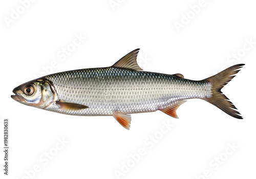 Detailed illustration of a fish with greenish back and reddish fins isolated on transparent background