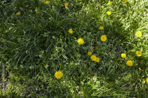 Green field with yellow dandelions in spring. Closeup of yellow spring flowers on the ground