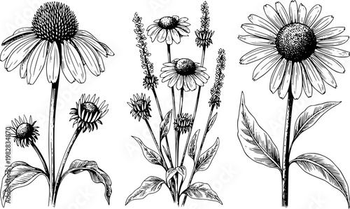 Black and white line of echinacea flowers and lavender sprigs white background botanical