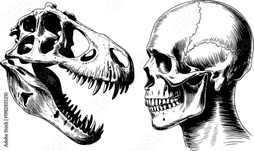 Dinosaur skull and human skull comparison, black and white line ancient