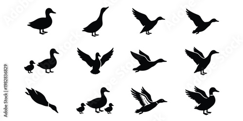Black duck silhouettes collection, set of 12 waterfowl bird vector icons, flying mallard and swimming duckling shapes for hunting and nature design