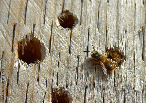 Bees moving into a bee hotel