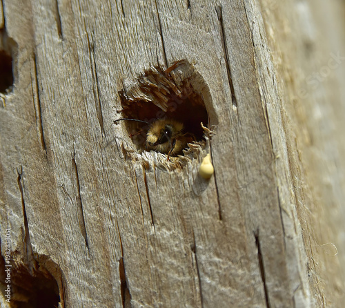 Bees moving into a bee hotel