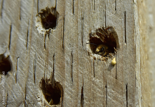 Bees moving into a bee hotel