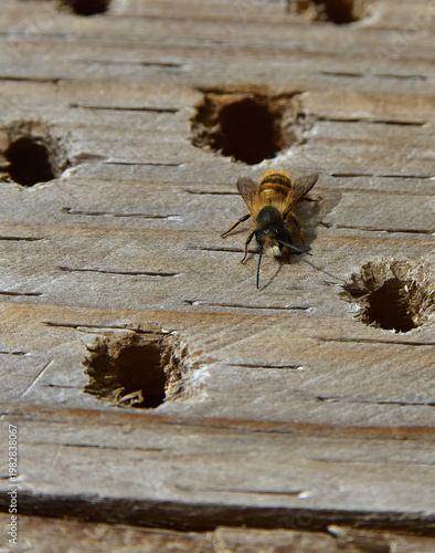 Bees moving into a bee hotel
