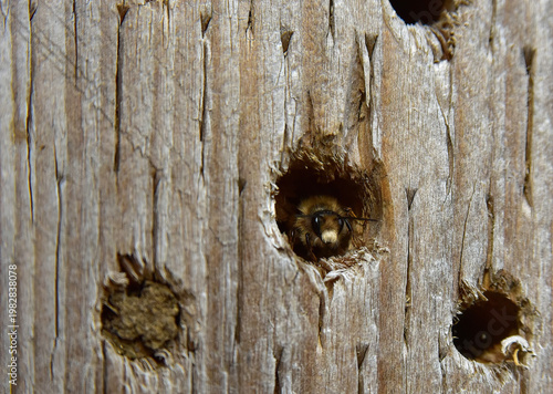 Bees moving into a bee hotel