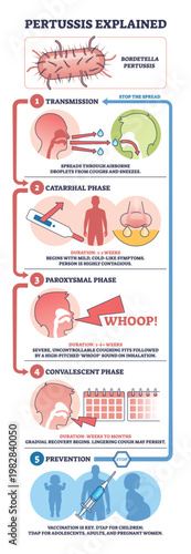 Pertussis explained shows transmission, symptom phases, and prevention, key visuals are Bordetella bacteria, coughing droplets, and vaccine syringe, summarizing disease stages. Outline diagram