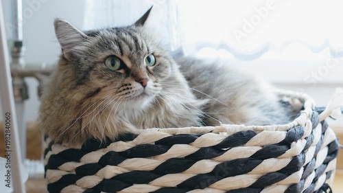 Close-up portrait of a long-haired gray cat relaxing in a cozy pet bed. Soft fur detail, calm mood, comfort and peaceful indoor lifestyle scene.