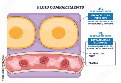 Fluid compartments outline contrasts intracellular and extracellular spaces with cells, interstitial area, and a blood vessel with plasma and RBCs, shows water and ion distribution. Outline diagram