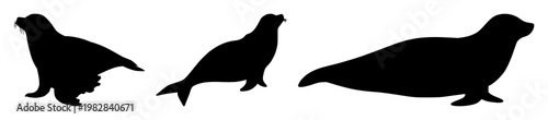 Seal animal set with simple black silhouette featuring marine mammal, aquatic creature, arctic wildlife with pinniped and earless seal