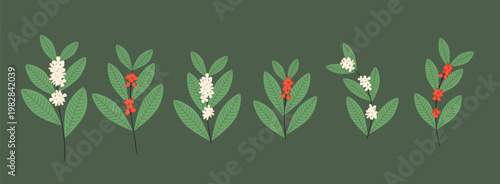 Illustration of Yerba Mate Plant with Leaves and Berries