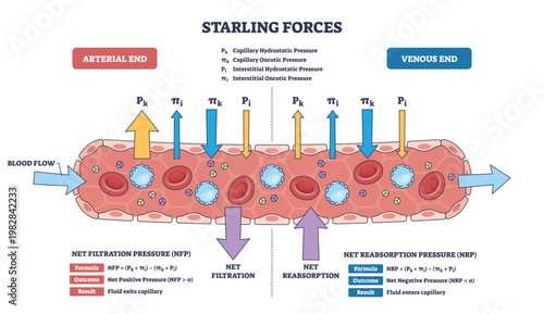 Starling forces diagram explaining capillary fluid exchange, contrasting net filtration and reabsorption, key objects, capillary, directional arrows, red blood cells. Outline diagram