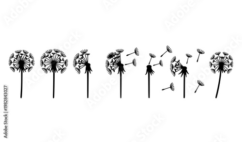 Dandelion flower icon set vector with hand drawn seed head silhouettes in black and white minimal style