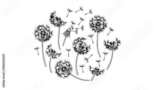 Hand drawn dandelion silhouette doodle vector set with seed head flower icons in black and white outline style