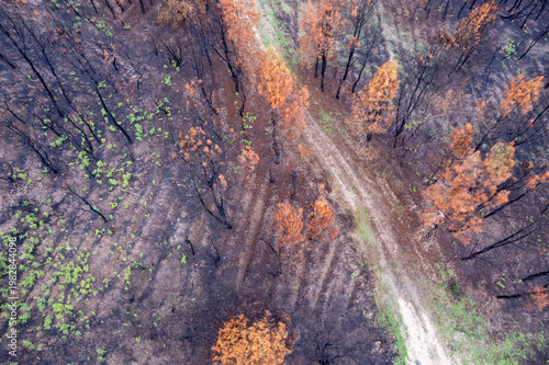 Konstfotografi Burnt Forest New Growth Aerial View The Concept of Nature Regeneration