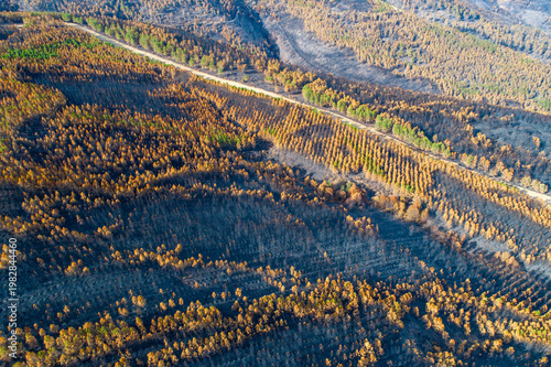 Fotografia Aerial view of burnt pine forest and charred ground The Concept of Environmental