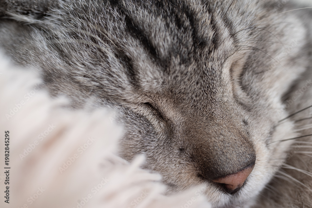 Fototapeta premium 窓辺で眠る可愛い猫 サバトラ猫 