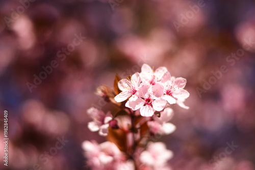 Pink Prunus blossom closeup in spring sunlight 
