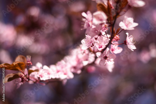Pink Prunus blossom closeup in spring sunlight 