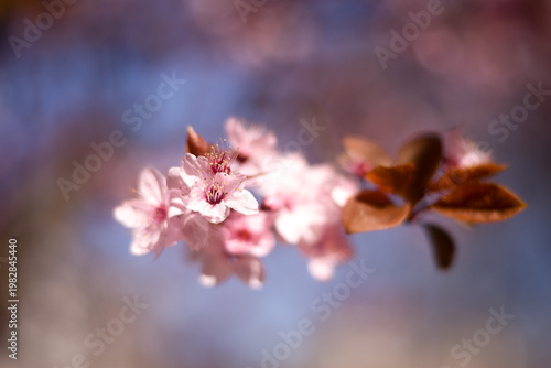 Pink Prunus blossom closeup in spring sunlight 