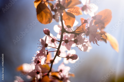Pink Prunus blossom closeup in spring sunlight 