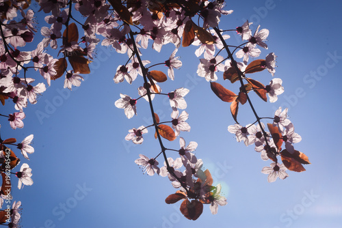 Pink Prunus blossom closeup in spring sunlight 