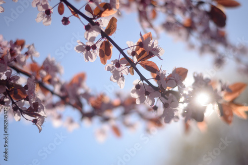 Pink Prunus blossom closeup in spring sunlight 