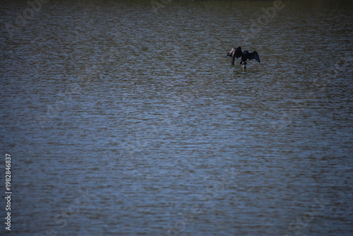 A cormorant perched on a perch in a pond at a park in Tokyo telephoto shot