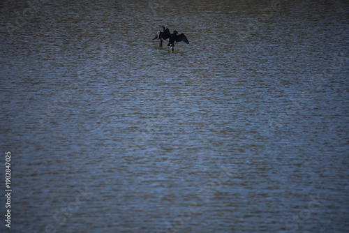 A cormorant perched on a perch in a pond at a park in Tokyo telephoto shot