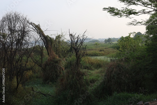 Photography The natural forest around Hyderabad of India