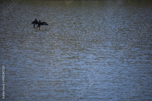 A cormorant perched on a perch in a pond at a park in Tokyo telephoto shot