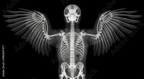 X ray image of bird skeleton displaying wingspan against a black background