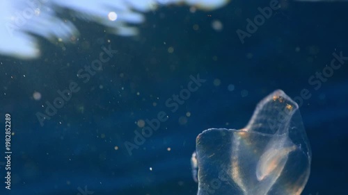 Macro of a tiny transparent shrimp-like crustacean riding a gelatinous organism in open ocean