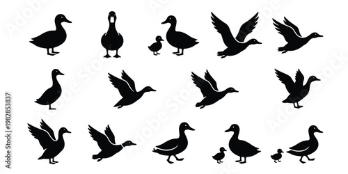 Black duck silhouette collection, 14 waterfowl vector icons in various poses, flying mallard and swimming duckling shapes for nature design