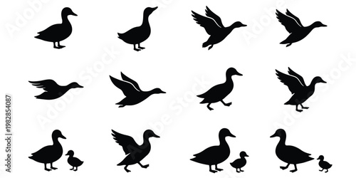 Duck silhouette vector collection, set of 12 waterfowl icons in flight and standing poses, black mallard and goose shapes for hunting and nature design