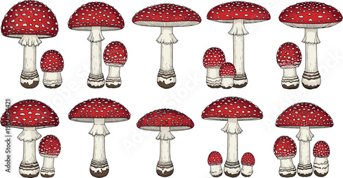 Set of Hand Drawn Amanita Muscaria Red Spotted Toadstool Mushroom Vector Illustrations for Botanical Designs, Nature Infographics, Autumn Decor, and Forest Graphics