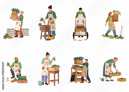 Set of Farmers Harvesting and Sorting Fresh Carrots and Vegetables in Flat Illustration Style