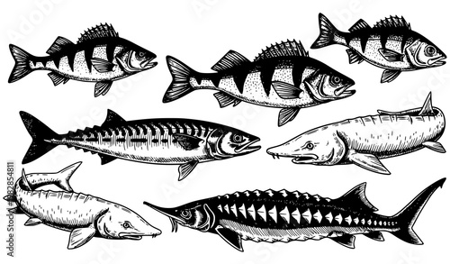 Vintage fish engraving collection vector perch bass mackerel sturgeon beluga seafood illustration