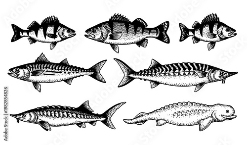 Vintage engraved fish set perch bass mackerel sturgeon beluga seafood menu vector illustration