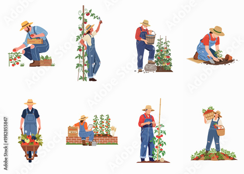 A set of flat vector illustrations featuring diverse farmers harvesting, planting, and tending to tomato crops in a garden.
